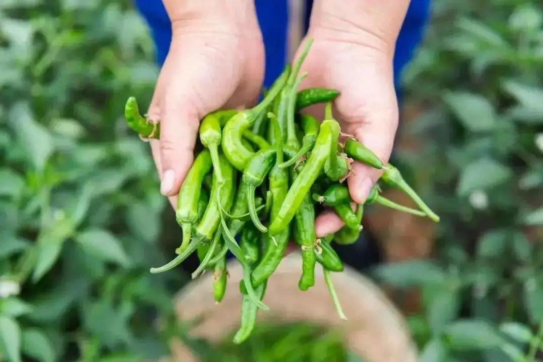 2022年野生菌什么时候大量上市 (山里的野菌样品及价格)