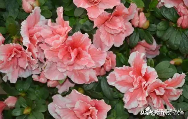 刚栽的杜鹃花蔫了怎么办,杜鹃花死了一半怎么回事