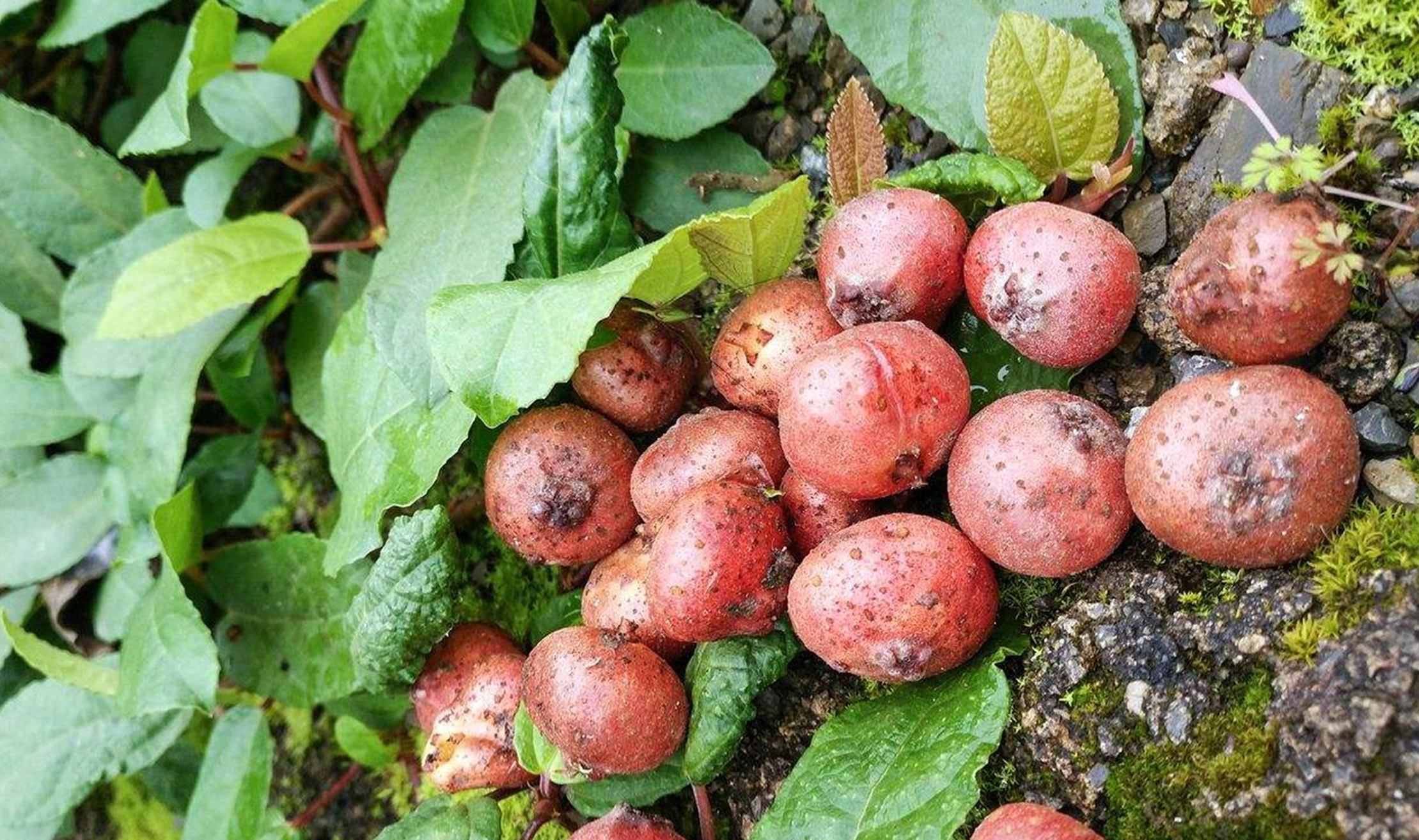 江西农村才有的31种正宗野果,农村100种野果图片带名称大全