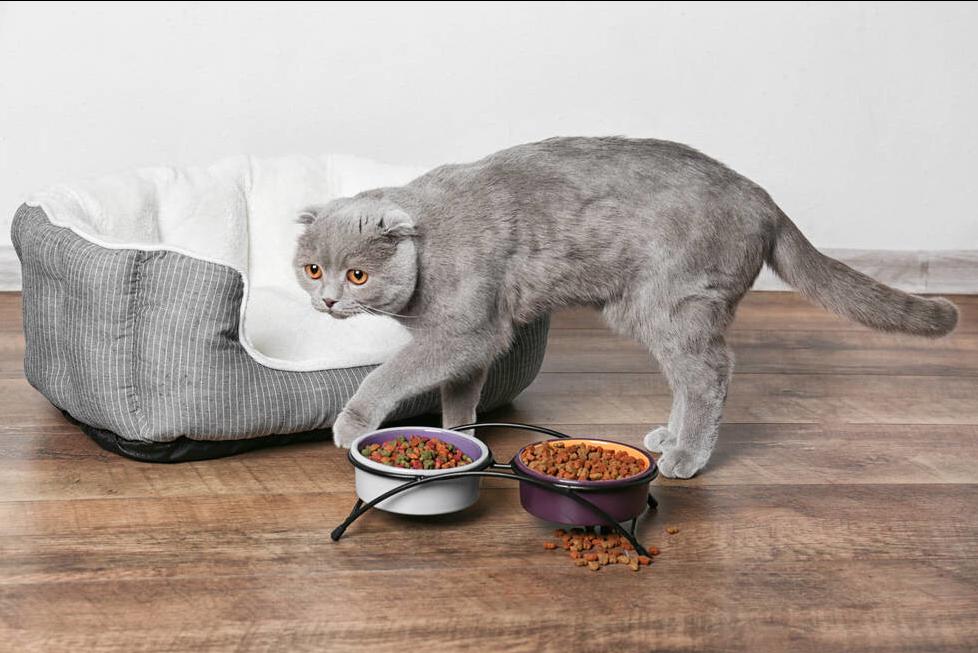 猫咪的饲养常识教案,如何饲养好银渐层猫咪