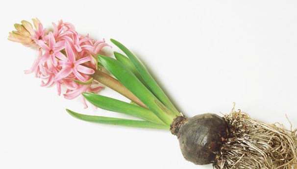 50种鲜切花花语,每个花艺师都要知道