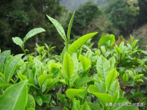 云南西双版纳的普洱茶正宗吗,西双版纳哪里普洱茶最好