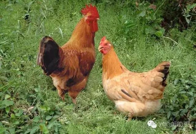怎么样才能知道土鸡是什么样的,如何知道土鸡缺少什么营养