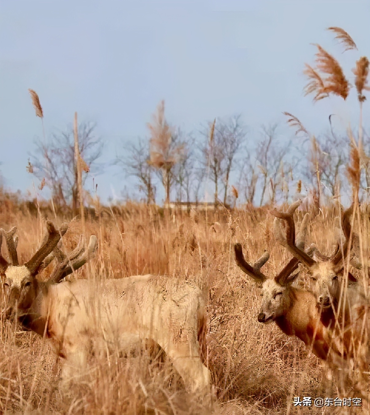 东台四不像炒莴苣,东台四不像