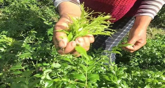 正宗张家界莓茶有什么,揭秘张家界莓茶