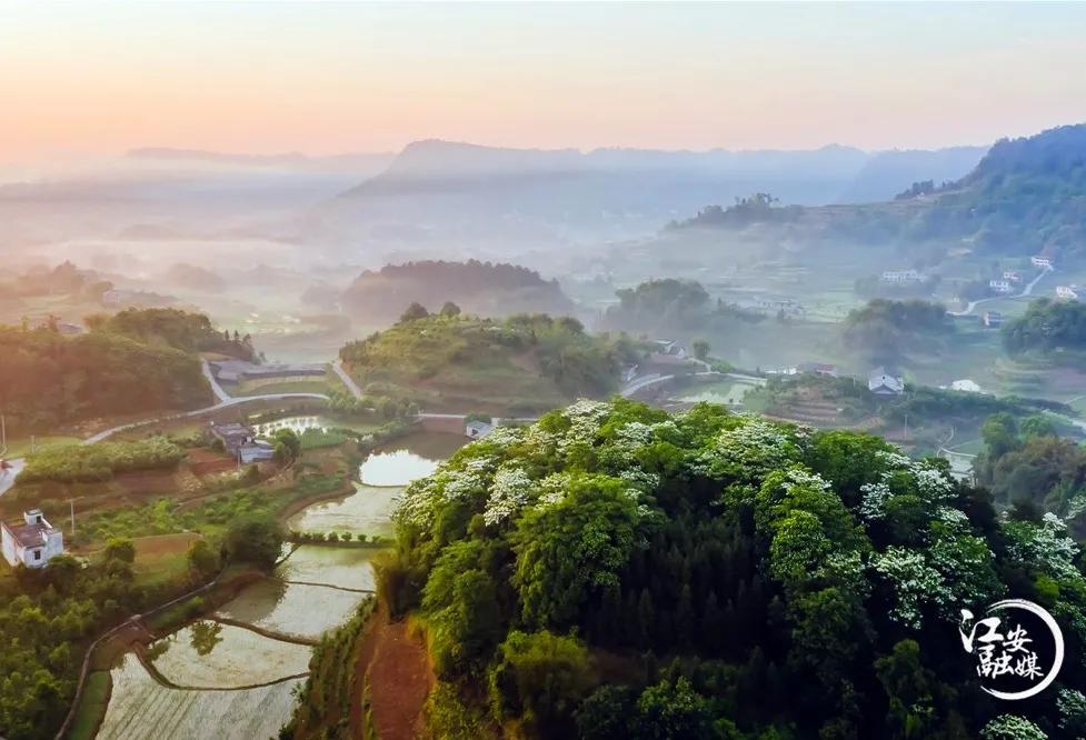 江安县怡乐镇第二届“千年桐万亩花”摄影大赛开赛了