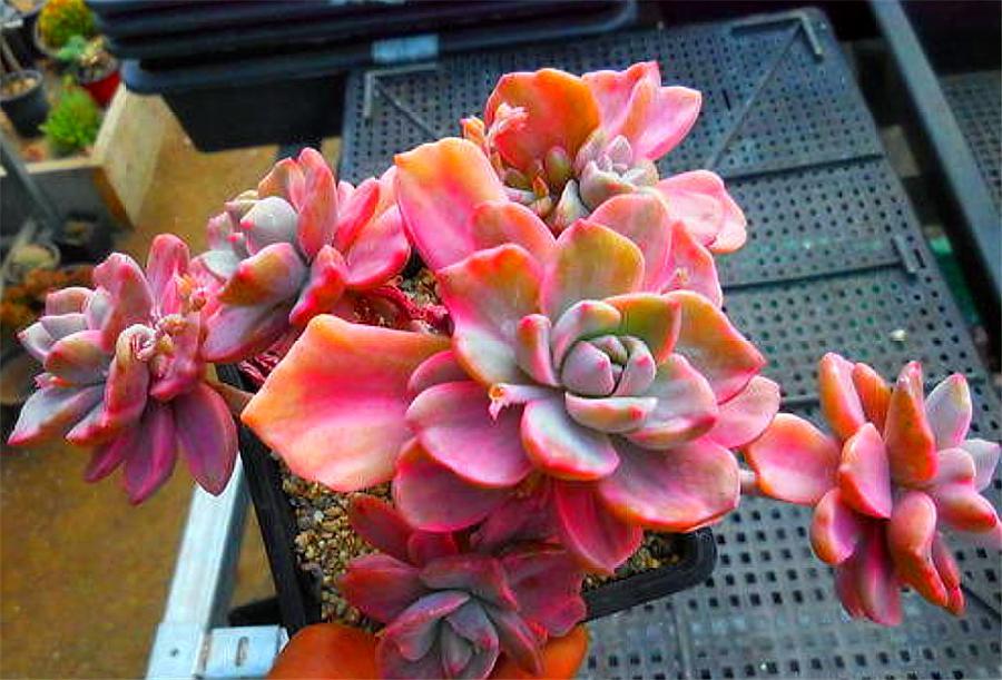 彩虹糖多肉高桩,彩虹糖和可爱玫瑰多肉哪个好看