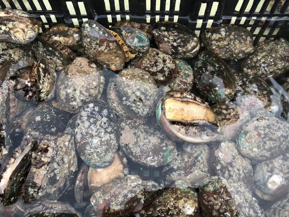 二月份威海海鲜价格,威海海鲜价格实时查询系统