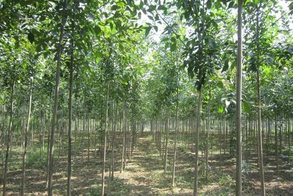 十年以上白蜡树,老白蜡树前景如何