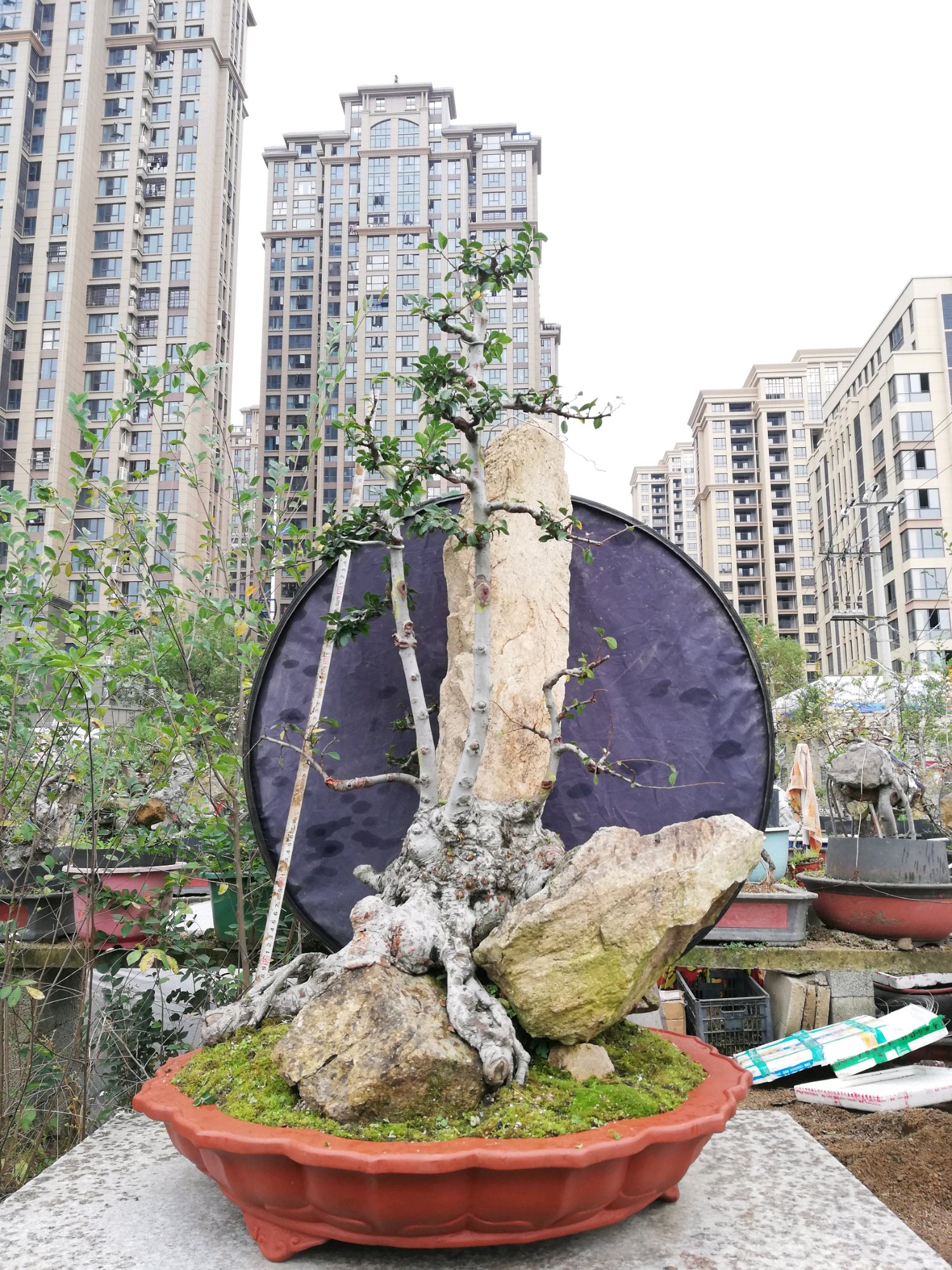 盆景造型中最难得的几种枝,盆景五大流派常见的几大盆景介绍