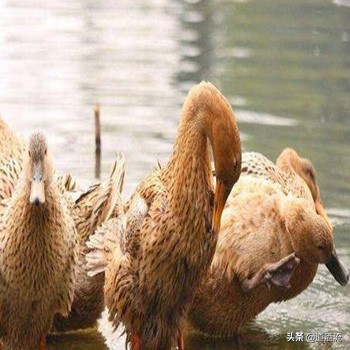 葡萄球菌引起的疾病,溶血性葡萄球菌有哪些症状