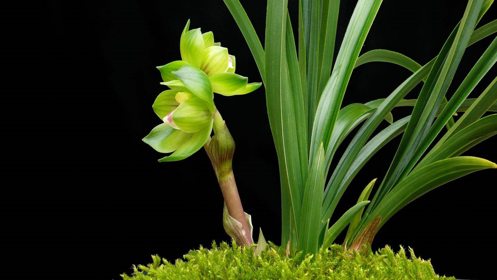 精品玉兰的品种及图片,国兰花朵不艳丽但香气清雅