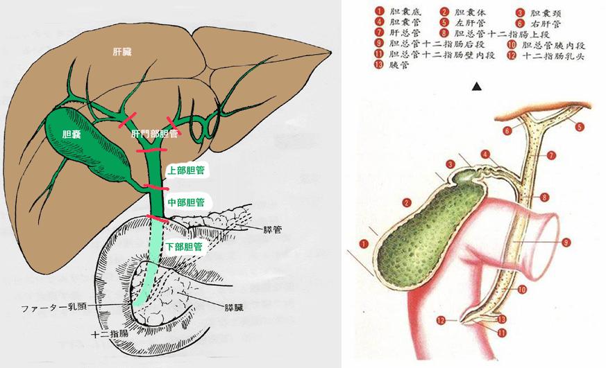 胆囊变异解剖图,胆道血供解剖