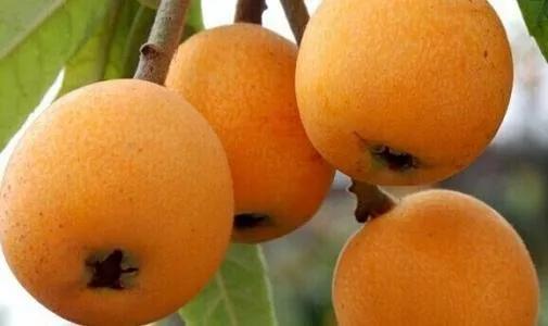 各种常吃水果名和图片,喜欢吃水果了解水果种类