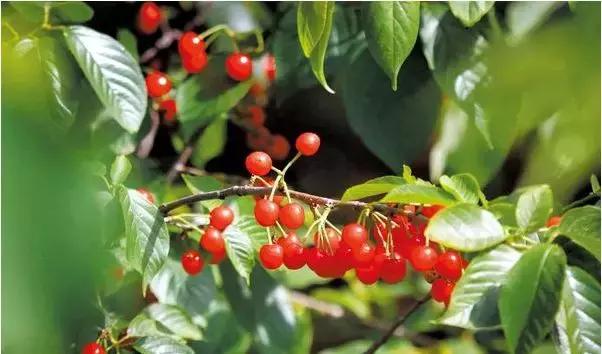 洛阳牡丹花会邀请,洛阳邀请全世界人民看牡丹