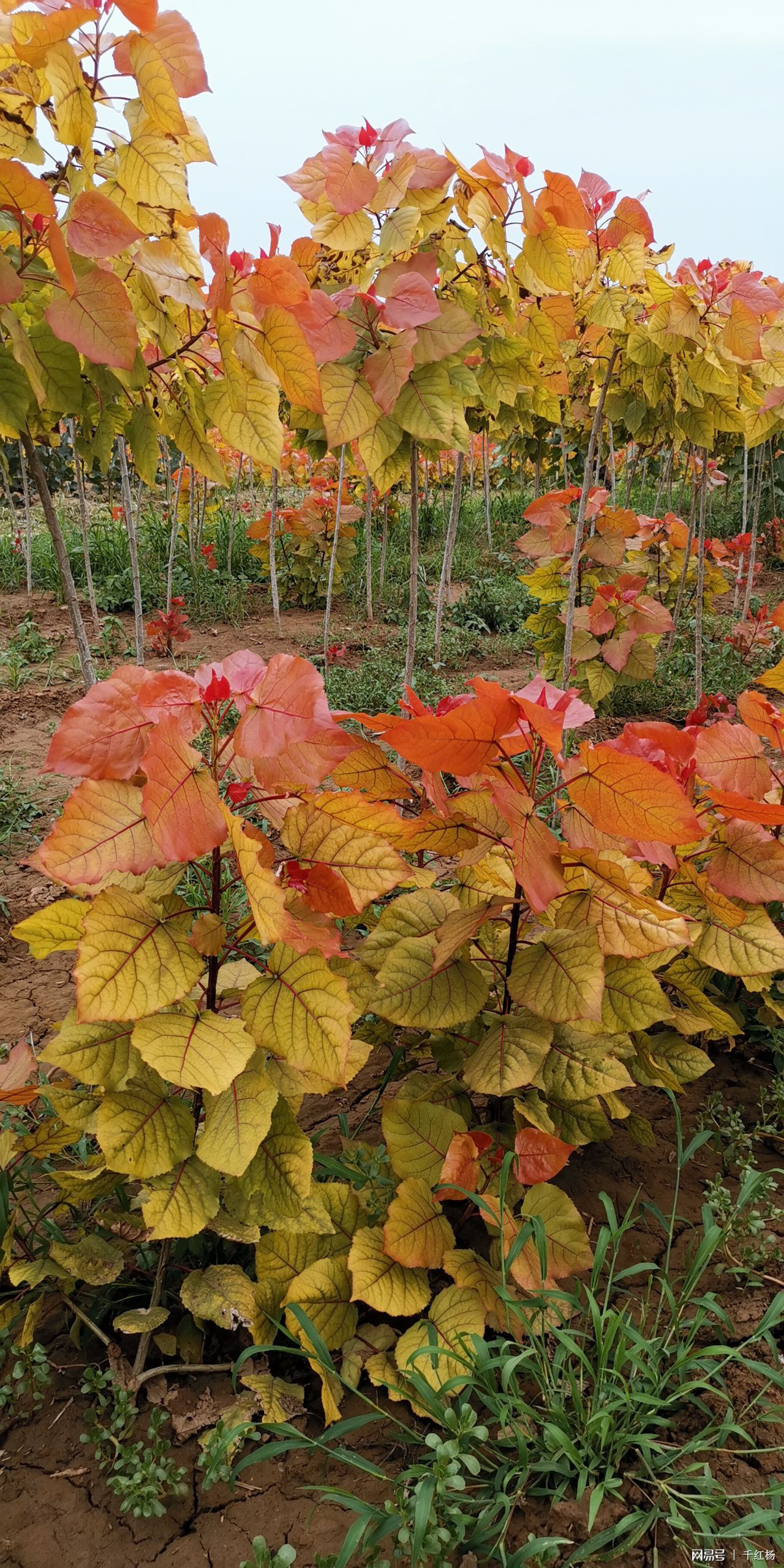 璋堣姳璇磋崏,璋堣姳璁鸿崏