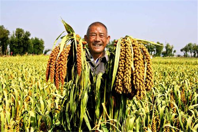 绿色食品谷子栽培技术,当地谷子栽培技术要点是什么