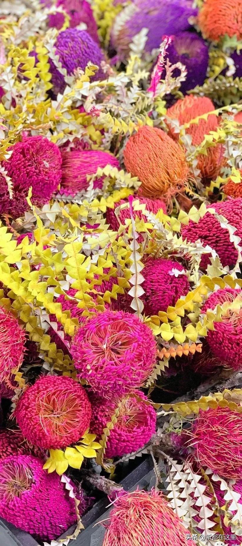 三圣花卉市场正规吗,三圣乡花卉市场今日现状