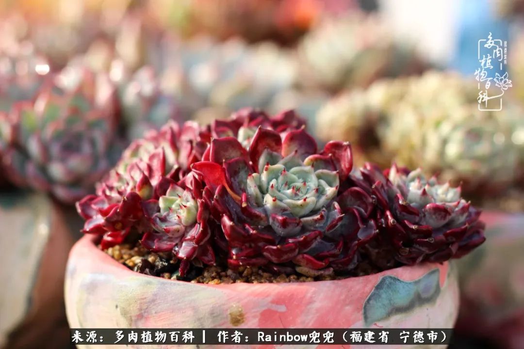 岁月无波澜余生不悲欢是啥意思,愿你岁月无波澜敬我余生无悲欢