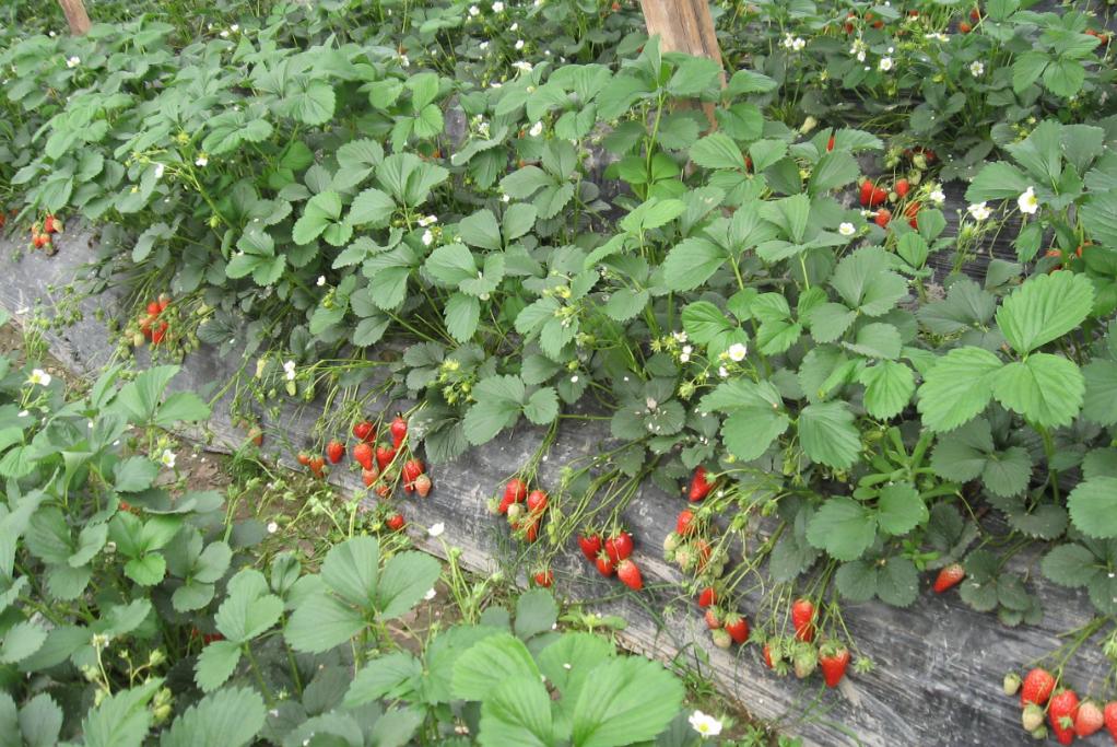 大棚草莓种植方法全过程视频露天,露天种草莓什么品种最合适