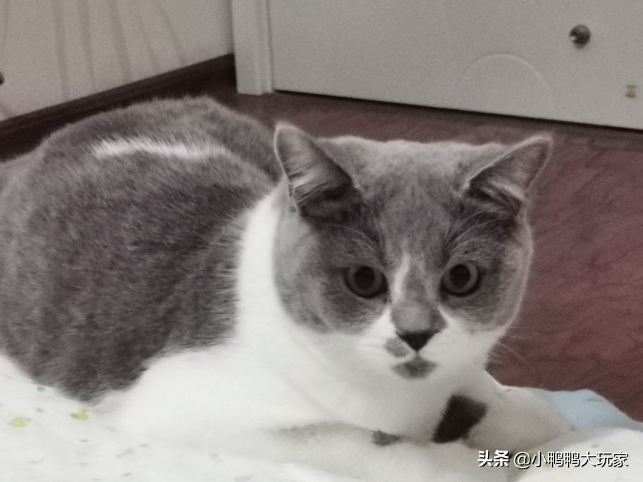 听说猫进入发情期后会到处撒尿，我家的猫还要养下去吗？