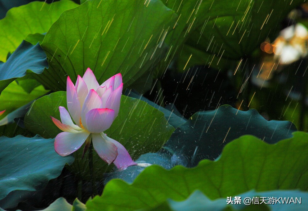 澶忚嚦宸茶嚦鑽疯姳鏅偣 (澶忚嚦宸茶嚦閭ｅ氨蹇樺嵈鐐庣儹鍘昏祻鑺卞惂)