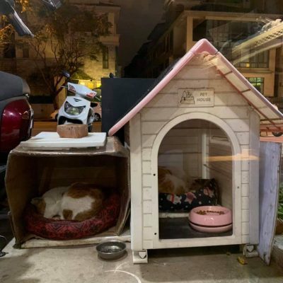 如何帮助流浪猫渡过冬天，三招轻松学