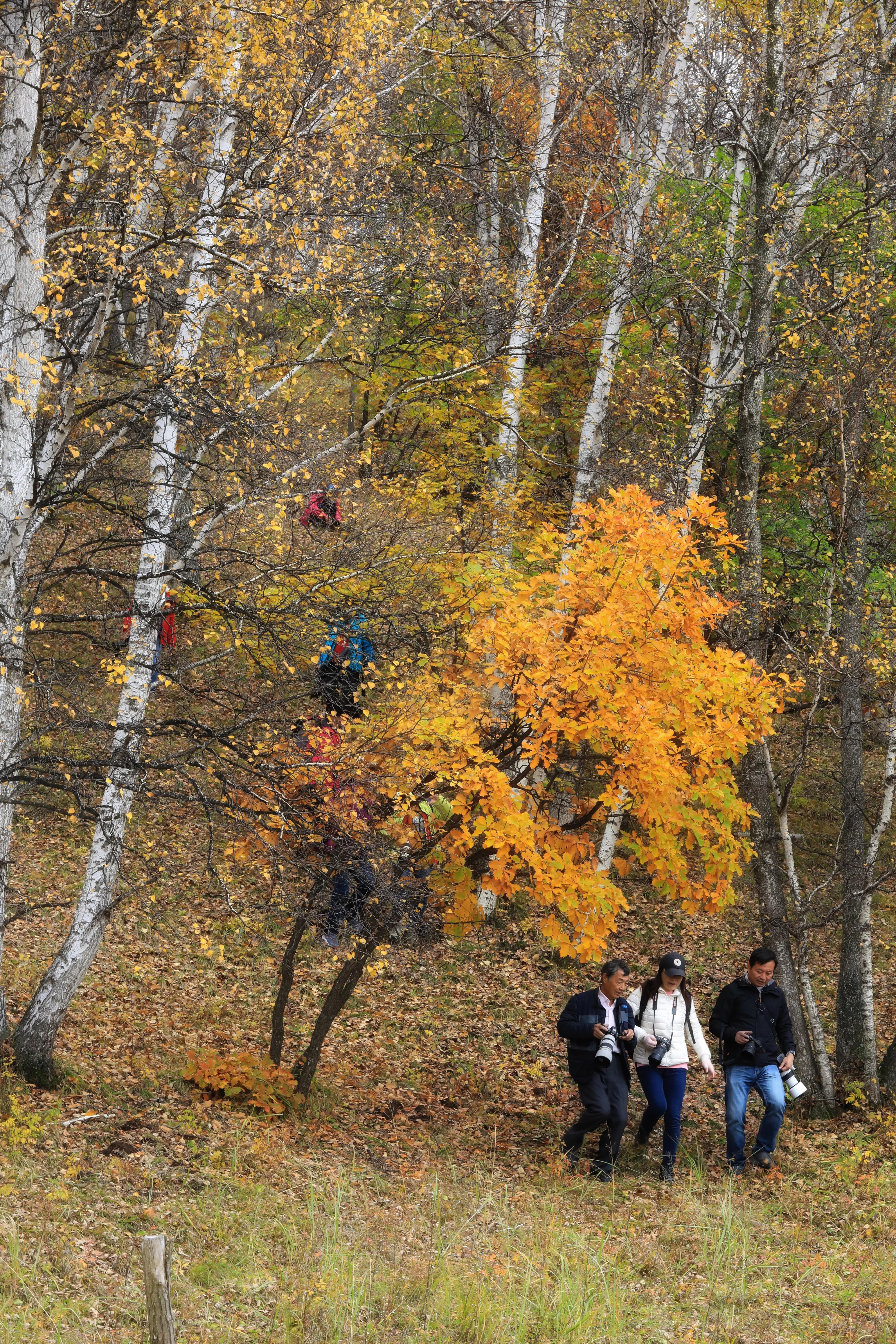 坝上秋色草原,坝上草原游记作文