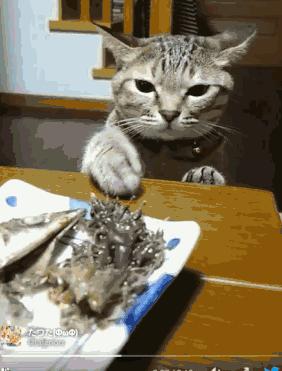 行走的蒲公英猫咪照片,行走的蒲公英猫品种