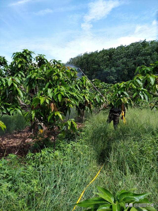 芒果树被霜冻过重新生长了不开花,刚种一年的芒果树开花要不要留