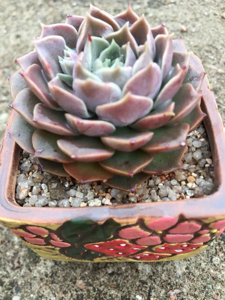 五颜六色的透明多肉,颜色超好看的多肉