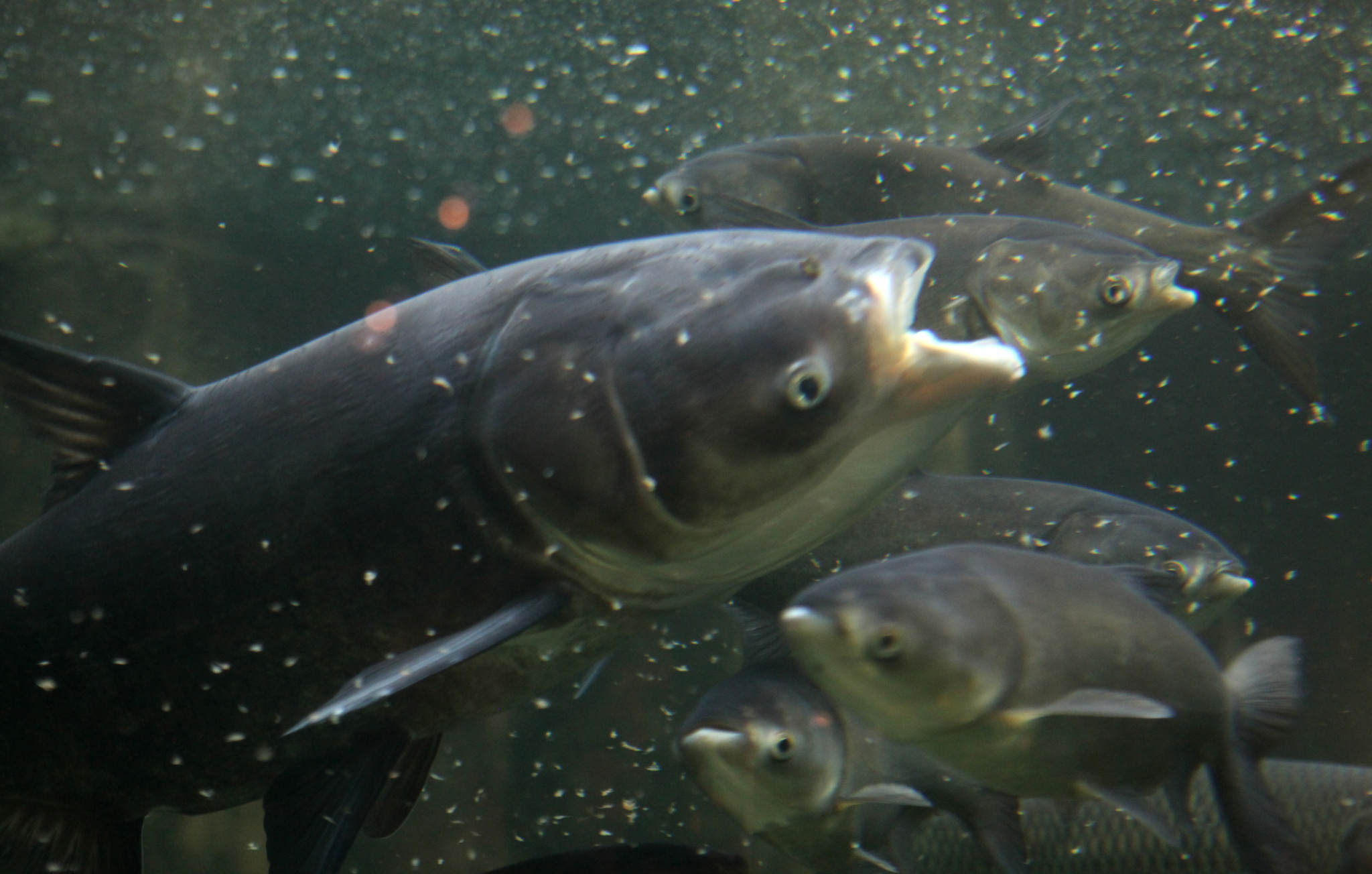 没用完的鱼饵怎么办,没用完的饵料