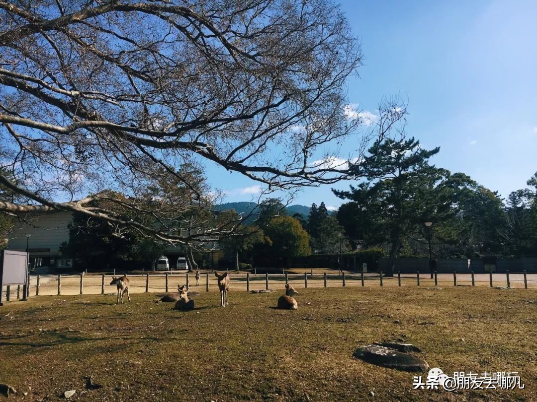 日本大阪京都自由行攻略大全,大阪京都奈良旅游攻略自由行