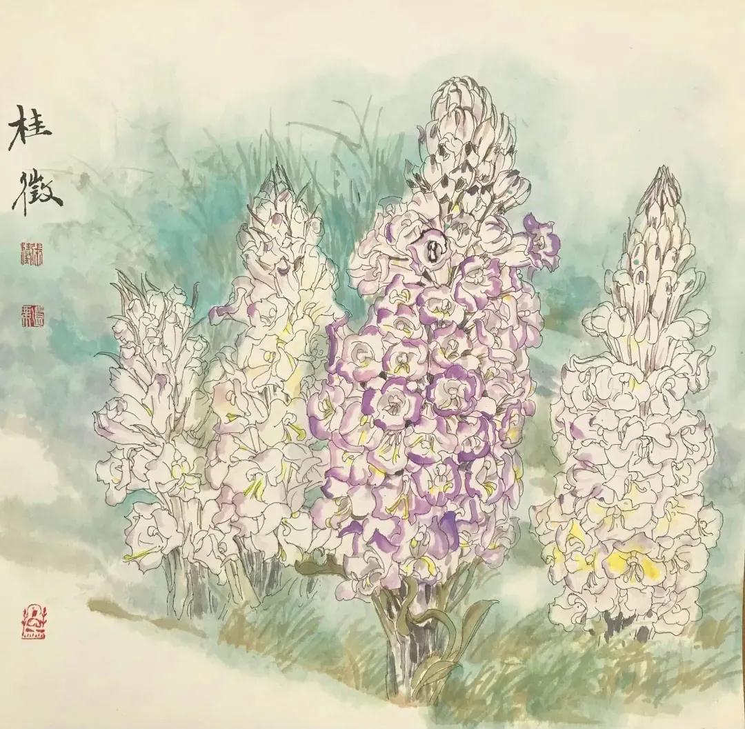野生草苁蓉图片和用途,草苁蓉在历史上名贵中草药