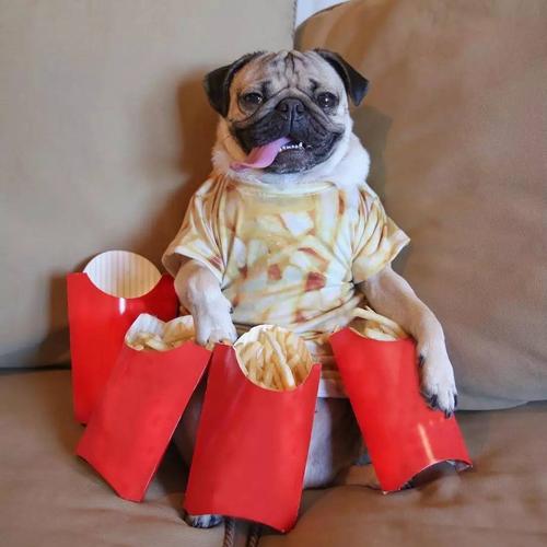 巴哥犬寿命一般是多少年,养巴哥犬最大的忌讳是什么呢图片