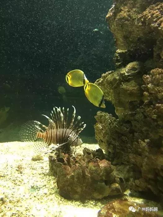 广州夏天带娃避暑最佳旅游地,广州避暑适合小孩景点推荐