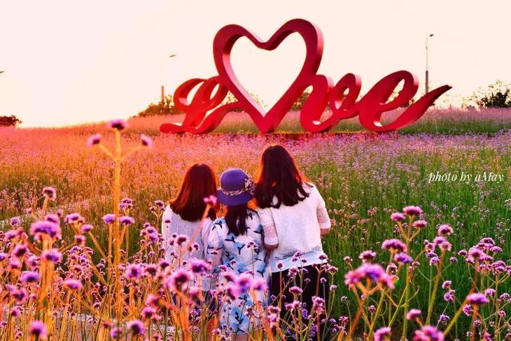 美翻了无锡这个紫色花海,美翻诸城这片花海刷爆整个朋友圈