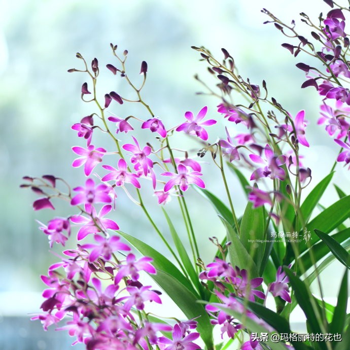 过年买点花,过年了买点什么花草