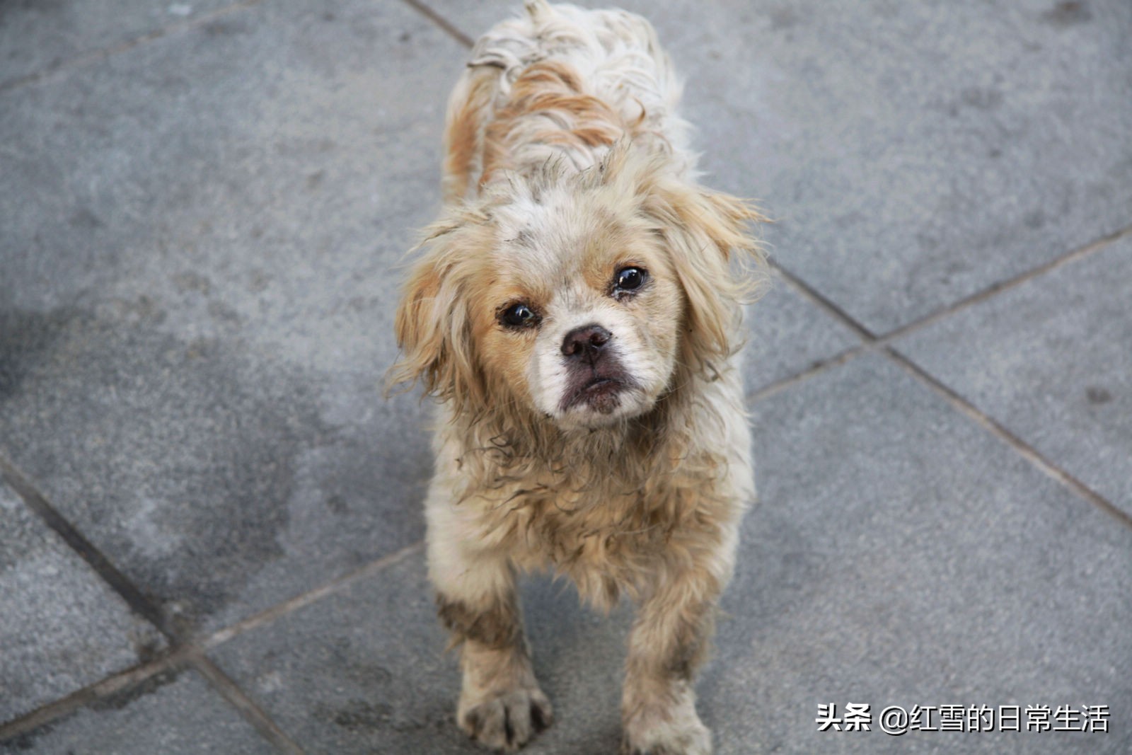第19章博弈,与狗抢食完结