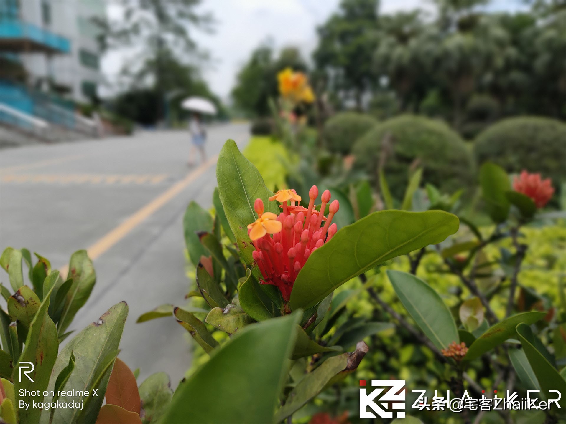 买oppox还是reno系列,买opporeno还是网上买