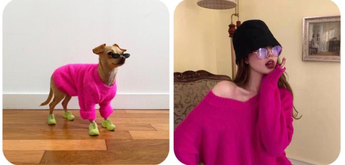 还在自嘲单身狗？快醒一醒！看看汪星人都拥有LV限量款了