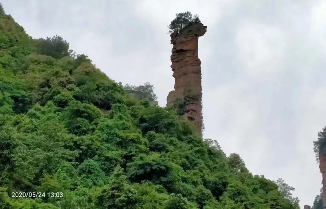 张家界的莓茶是什么植物,张家界的特级莓茶40克多少钱一盒