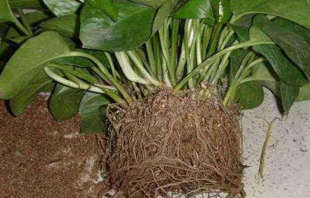 绿萝玉树君子兰能用一种营养液吗,绿萝君子兰怎么养才能更旺盛