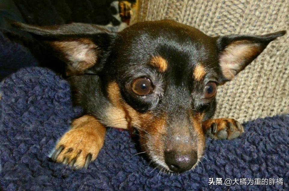 你想养狗吗教你8个养狗的理由,如果你想养宠物猫怎么办