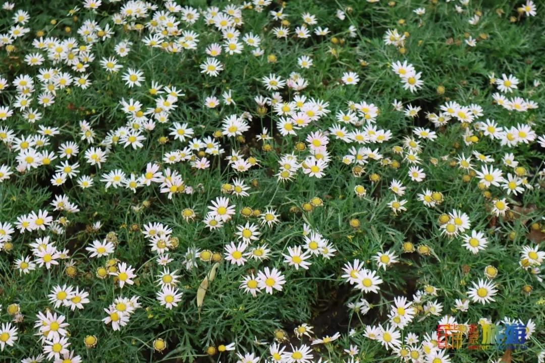 北京免费的花海公园,北京免费花海景区