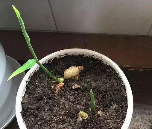 盆里种的姜不拔出来过冬会烂掉吗,盆栽生姜生长多长时间能收获