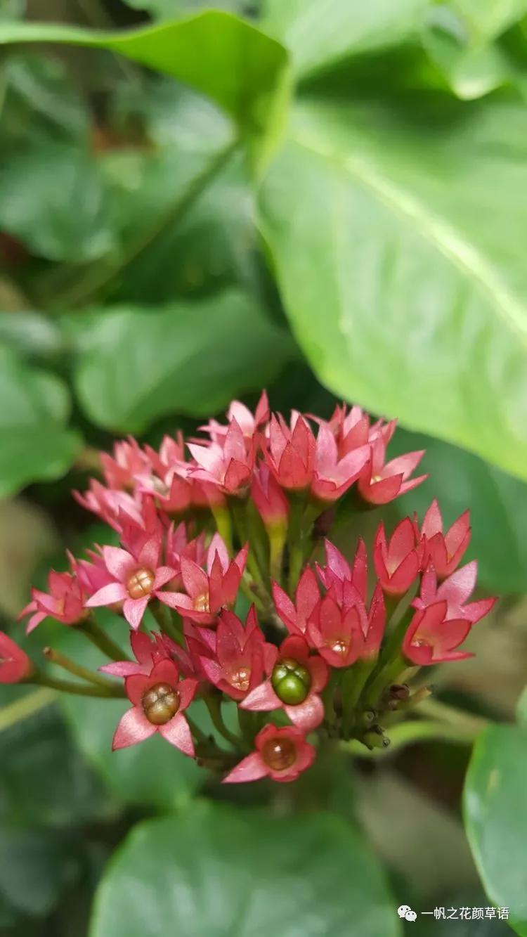 美丽赪桐(Clerodendrumspeciosissimum)