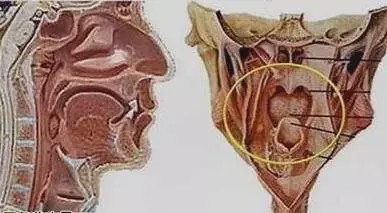 土蜂蜜加白萝卜有什么功效,萝卜煮蜂蜜的功效与作用是什么