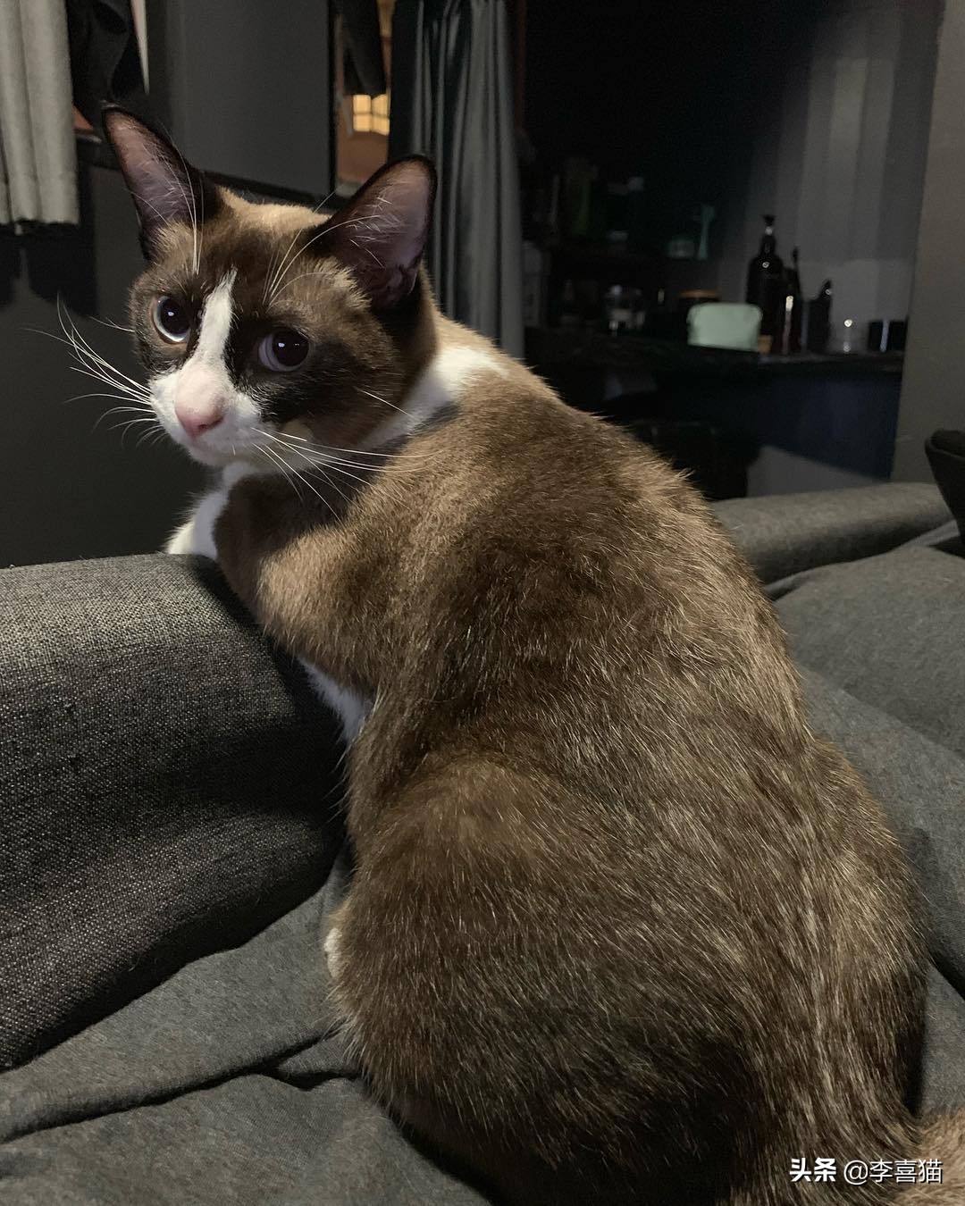 黄瓜吓唬猫会应激吗,盘点猫咪被黄瓜吓一跳的瞬间