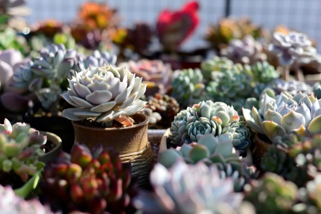 禁足的日子收获颇多,禁足